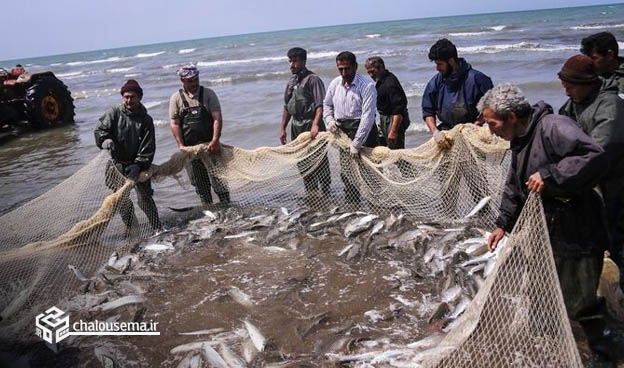 رشد ۵ درصدی میزان صید ماهی مازندران