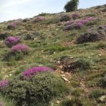 هشدار منابع طبیعی درباره تخریب مراتع کندوان