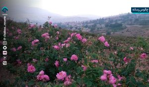 عطر گل‌های محمدی در اراضی شیب دار مازندران