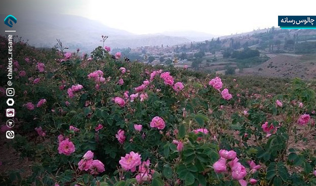 عطر گلهای محمدی در اراضی شیب دار مازندران