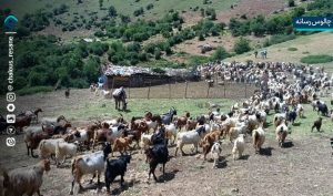 مراسم قرق شکنی مرتع سردانی کلاردشت