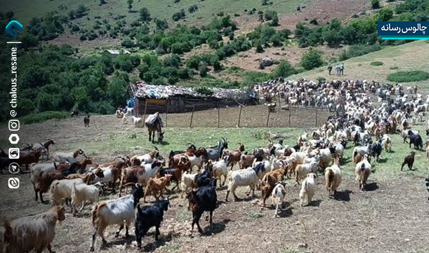 مراسم قرق شکنی مرتع سردانی کلاردشت