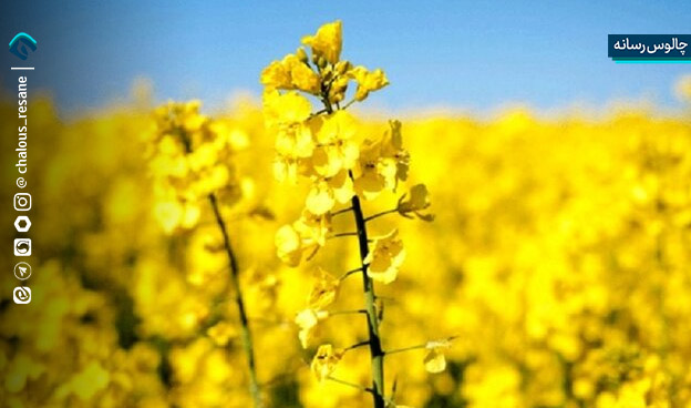 خرید دانههای روغنی در مازندران
