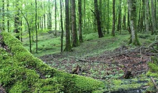 بررسی مجوزهای صدور معادن چالوس