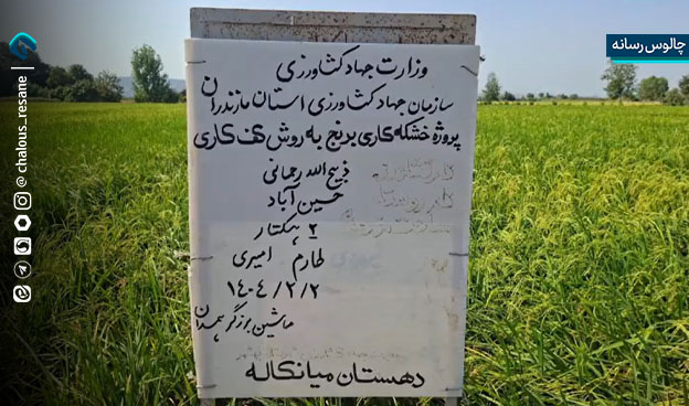 روش خشکهکاری برنج