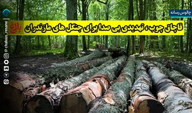 قاچاق چوب؛ تهدیدی بی‌ صدا برای جنگل‌ های مازندران