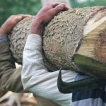 تیغ قانون بر تنه قاچاق چوب