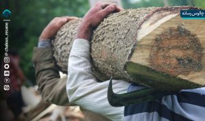تیغ قانون بر تنه قاچاق چوب