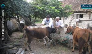 بیماری هاری در منطقه دودانگه مهار شد