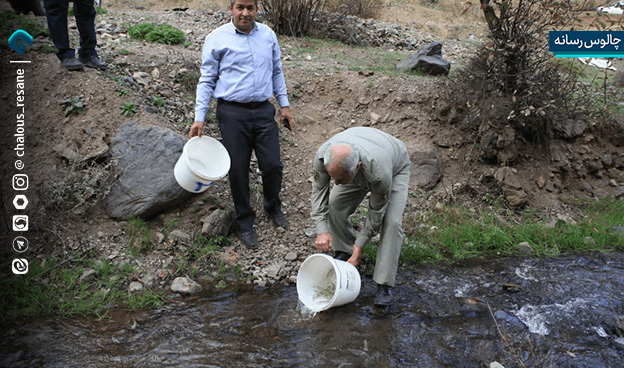 بازگشت ماهی آزاد به رودخانه چالوس