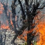 آتش سوزی چندباره جنگل مرزن آباد در ماه جاری