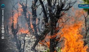 آتش سوزی چندباره جنگل مرزن آباد در ماه جاری