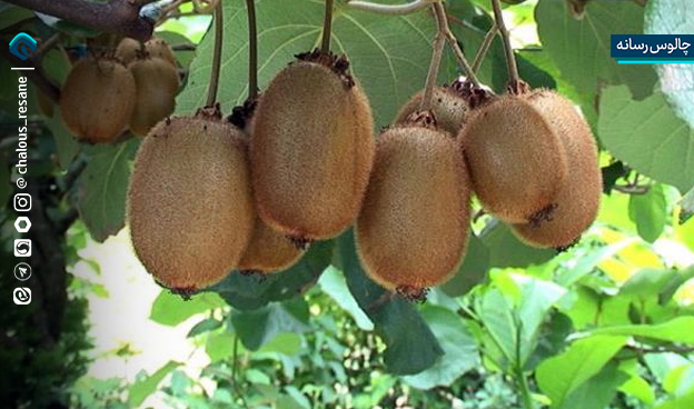 رکوردشکنی برداشت کیوی در چالوس با عملکرد 45 تن در هکتار