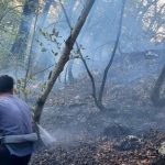 آتش‌های مرموز؛ نبرد پنهان برای نابودی جنگل‌های ایران