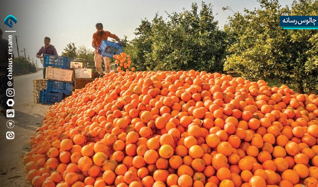 پوستاندازی باغهای شمال تا میوههایی که جهانگیر میشوند!