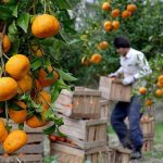 پوست‌اندازی باغ‌های شمال تا میوه‌هایی که جهان‌گیر می‌شوند!