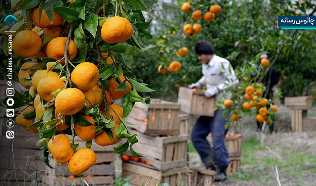 پوستاندازی باغهای شمال تا میوههایی که جهانگیر میشوند!