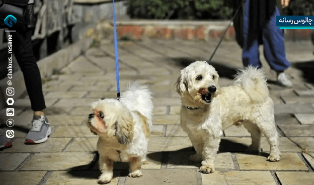 سگگردانی در معابر عمومی ممنوع است