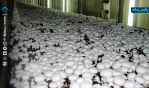 4/5 میلیارد تومان اشتغال‌زایی و پیوند نسل‌ها