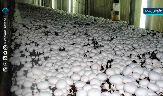 4/5 میلیارد تومان اشتغالزایی و پیوند نسلها