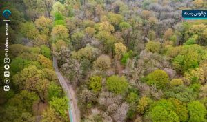 جنگلداری نوین در هیرکانی