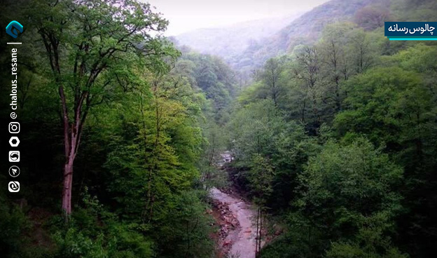 جنگلداری نوین در هیرکانی