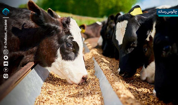 گوشت قرمز در دیگ گرانی