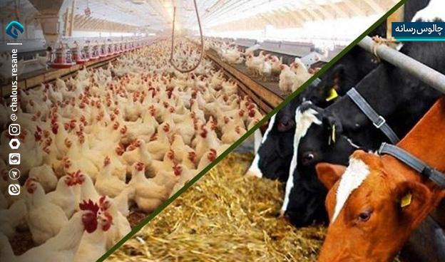 گوشت قرمز در دیگ گرانی