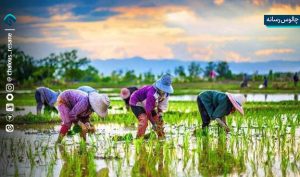 تولید چند برابری برنج با استفاده از انرژی هسته‌ ای