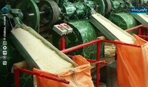 شالیکوبی؛ صنعتی که چشم‌ انتظار حمایت است