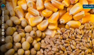 ثبات در بازار مرغ با تامین 12هزار تُن نهاده دامی