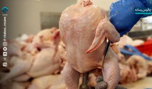 نسخه مازندران برای عبور بازار مرغ از شوک ارزی
