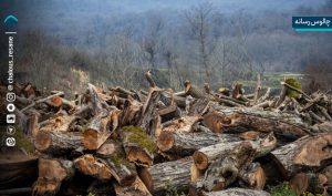 راه‌اندازی پایگاه هوشمند مقابله با قاچاق چوب