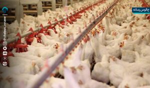 گزارش تلفات غیرعادی در مرغداری‌ها