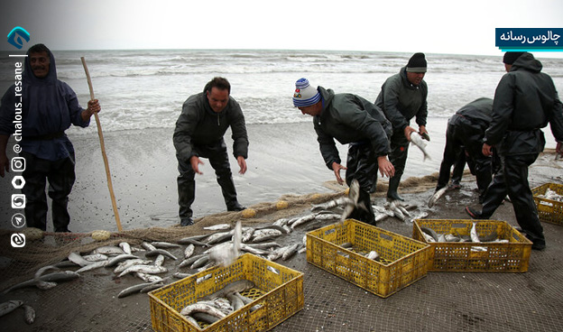 سبدهای پر رونق ماهی در مازندران 