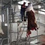 فعالیت کشتارگاه صنعتی مرزن آباد آغاز شد