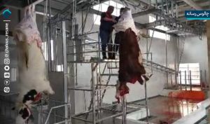 فعالیت کشتارگاه صنعتی مرزن آباد آغاز شد