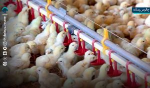 مازندران پایگاه تولید جوجه یک‌روزه در سطح خاورمیانه