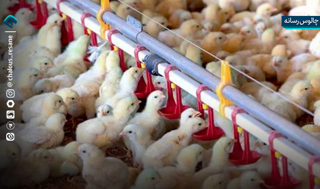 مازندران پایگاه تولید جوجه یک‌روزه در سطح خاورمیانه