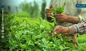 توزیع 6 هزار تن کود شیمیایی بین چایکاران شمال کشور