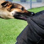 کاهش 13 درصدی مصدومان ناشی از سگ‌گزیدگی در مازندران