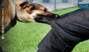 کاهش 13 درصدی مصدومان ناشی از سگ‌گزیدگی در مازندران