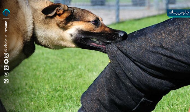 کاهش 13 درصدی مصدومان ناشی از سگ‌گزیدگی در مازندران