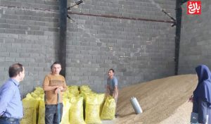 توزیع بیش از ۳۵۰۰ تن نهاده دامی برای حمایت از دامداران