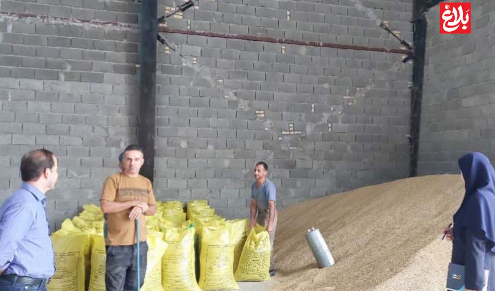 توزیع بیش از ۳۵۰۰ تن نهاده دامی برای حمایت از دامداران