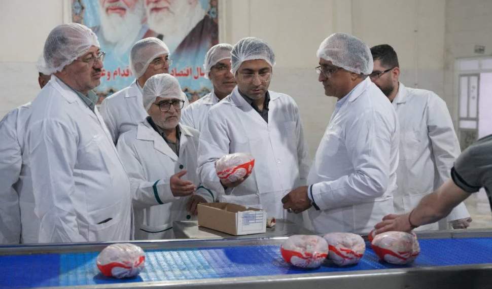 کشتار ۱۴۰ میلیون قطعه مرغ در مازندران